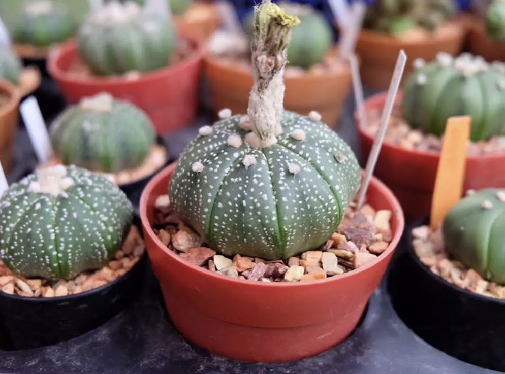 กระบองเพรช